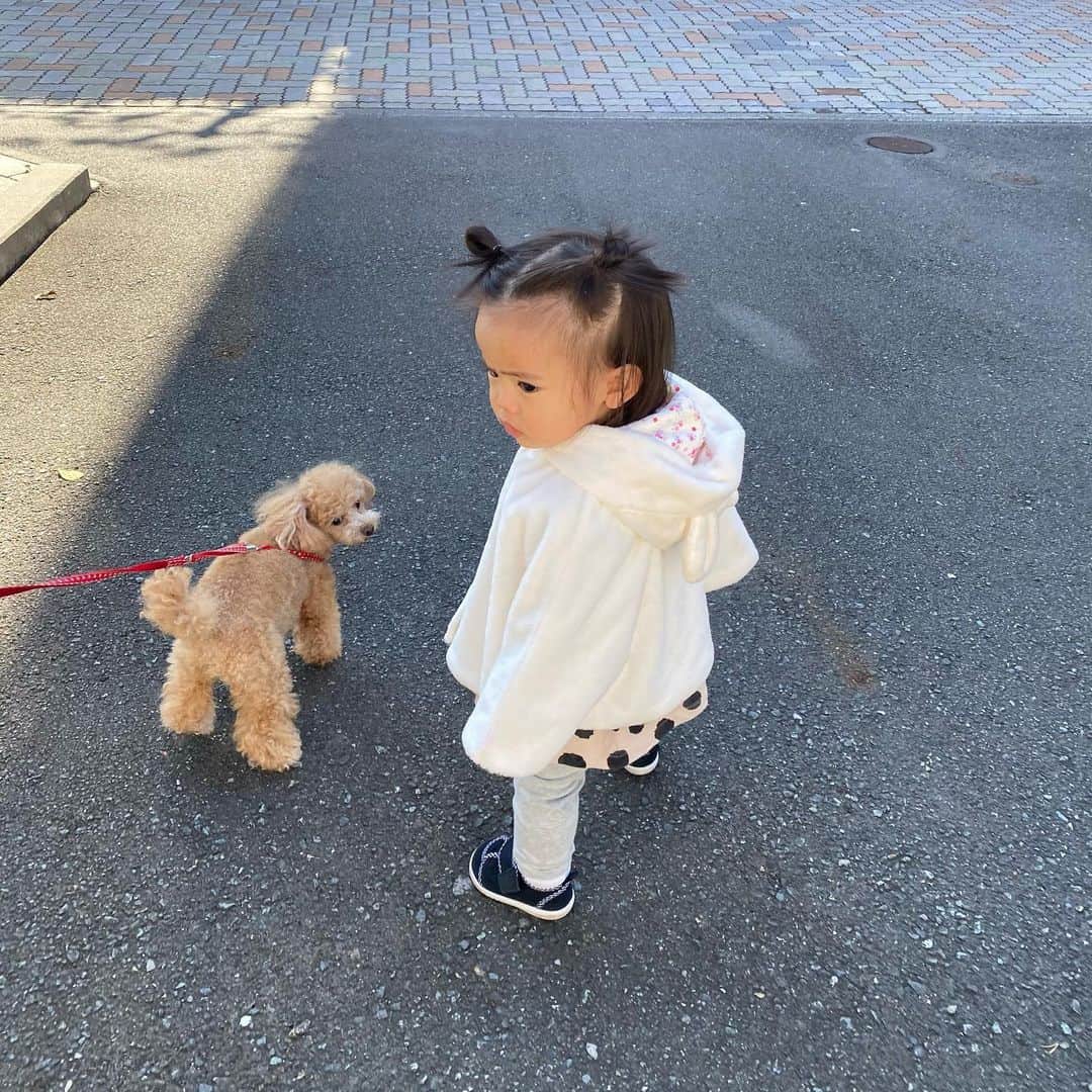 姫野れみのインスタグラム：「一緒にお散歩🐩♡ ２人とも小っちゃい😍  #1st #baby #girl #babygirl #15months #baby #dog #tinypoodle #poodle #toypoodle #1歳 #15ヶ月 #ベビー #赤ちゃん #女の子ベビー #女の子 #ベビフル #ベビモ #ベビーフォト #赤ちゃんのいる生活 #べびすたぐらむ #愛犬 #ヴィヴィ #タイニープードル #タイニー #トイプードル #トイプー」