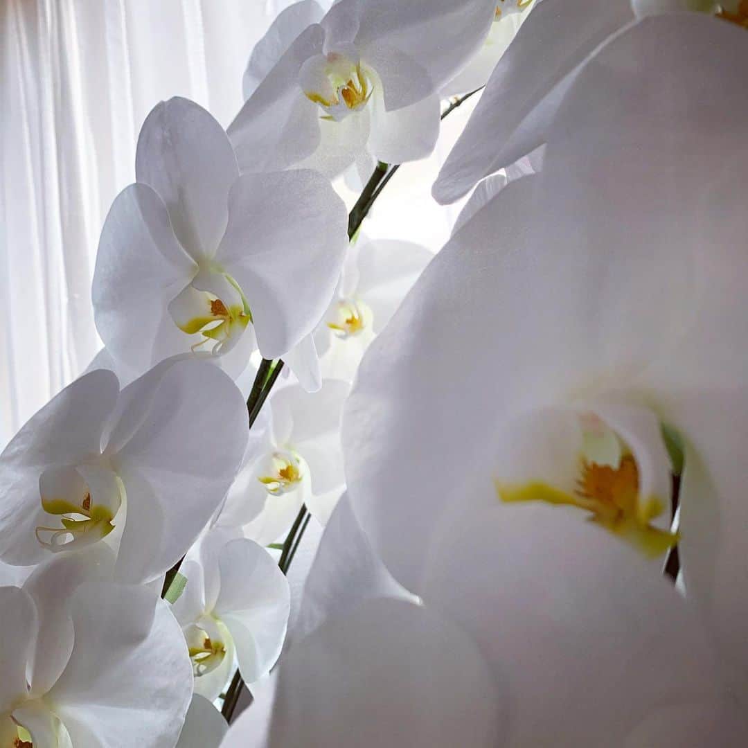 潮みかさんのインスタグラム写真 - (潮みかInstagram)「🤍 🤍 🤍  お花のある生活  #phalaenopsisorchid #幸福が飛んでくる 🦋」11月13日 12時53分 - ushiomika
