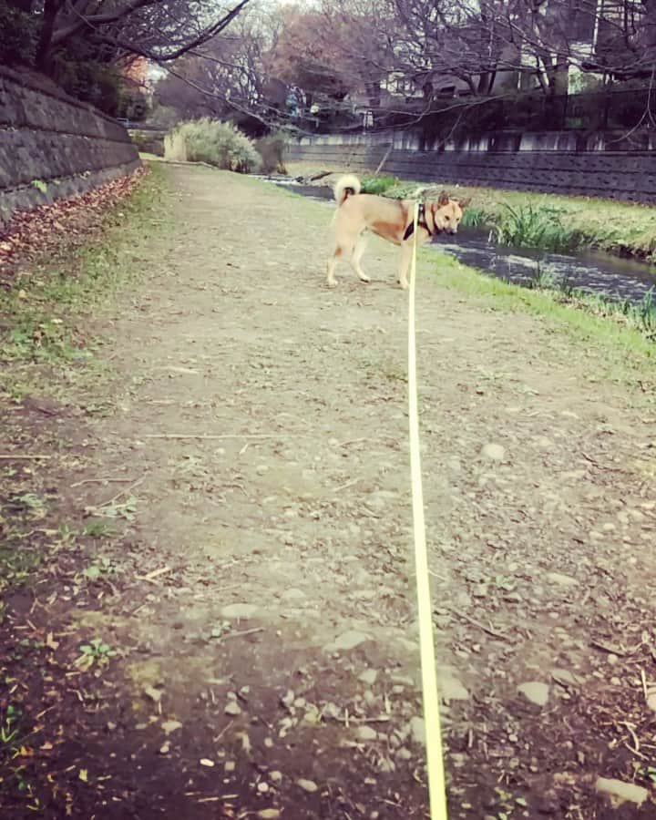 佐々木海のインスタグラム：「私じゃなくておやつに向かってくる😔 #犬 #イヌ #イヌスタグラム #いぬすたぐらむ #犬バカ部 #いぬばか部 #ふわもこ部 #いぬら部 #犬のいる暮らし #保護犬 #元野犬 #雑種 #雑種犬 #ビビり犬 #里親 #保護犬を家族に #保護犬を飼おう #殺処分ゼロ #dog #dogs #dogstagram #doglove #doglover #doglovers #doglife #dogslife #rescuedog #rescueddog」