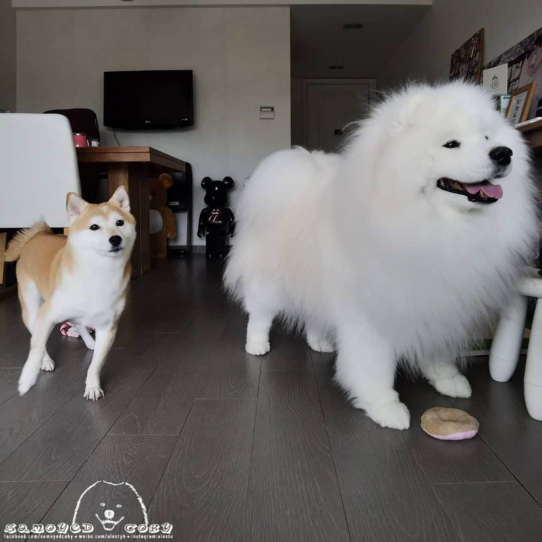 Alex Toのインスタグラム：「😘😘😘 #cute #dog #doglover #dogsofinstagram #dogoftheday #dogofthedayjp #dogstagram #fluffy #hkig #hongkong #ilovemydog #instadog #instagood #instamood #instagraphy #shibainu #samoyedoninstagram #pet #petlovers #petsofinstagram #petstagram #photooftheday #puppy #pupsofinstagram #samoyed #samoyedsofinstagram #webstagram #犬 #サモエド」