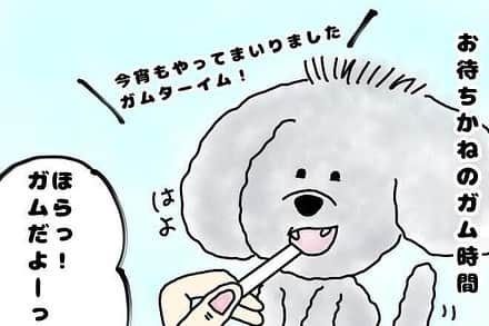 docdogのインスタグラム：「今日もドックドッグMAGAZINEで連載中の4コマ漫画の一部をご紹介します！横にスライドしながらご覧ください。⠀ ⠀ Mr.内弁慶のハル日記 vol.1 うちの子の変な癖【ガムルーティン編】⠀ ==========⠀ ⠀ お家の中だとわんぱく大将！いつも俺サマ殿サマな我が家の銀色トイプードル【ハル】。⠀ ドライブ大好き！お散歩はもっと大好き！だけど、外では自分より背の高いものはだいたいコワーイ！お友達わんこと打ち解けるのに時間がかかる内気でビビりな【内弁慶ハルの日常】の４コマ漫画。⠀ クスッと笑える内容や、あれ？これうちの子だけかしら？な、愛犬ドラマをノンフィクションでお届けします。たまに小生意気なハルの生き様を、どうかあたたかい目でご覧ください。⠀ ⠀ ==========⠀ ⠀ 作者あとがき⠀ ⠀ 小さい頃からガムだけは人形にあげる。おやつはすぐ自分で食べるくせに、そうでもないやつは他の子に譲るずるい子。ご主人のことをチラ見して「良いことしました俺！」って顔する計算高いうちの子。⠀ ⠀ ==========⠀ ⠀ ドックドッグMAGAZINEから4コマ漫画の連載がはじまりました！✨サイト内のカテゴリから 愛すべき犬たち > 漫画 / イラスト を選択していただくと色んな漫画が読めちゃいます！ぜひサイトでご覧いただき、クスッと笑ったりホッコリした気分になってくださいねー😊️🍀⠀ ⠀ #漫画⠀ #犬漫画⠀ #Mr.内弁慶のハル日記⠀ #ドックドッグ⠀ #docdog⠀ #docdog_magazine⠀」