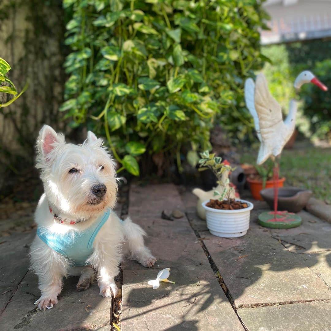 Hoykong&Plamuekのインスタグラム：「Good morning  #plamuek_westies」