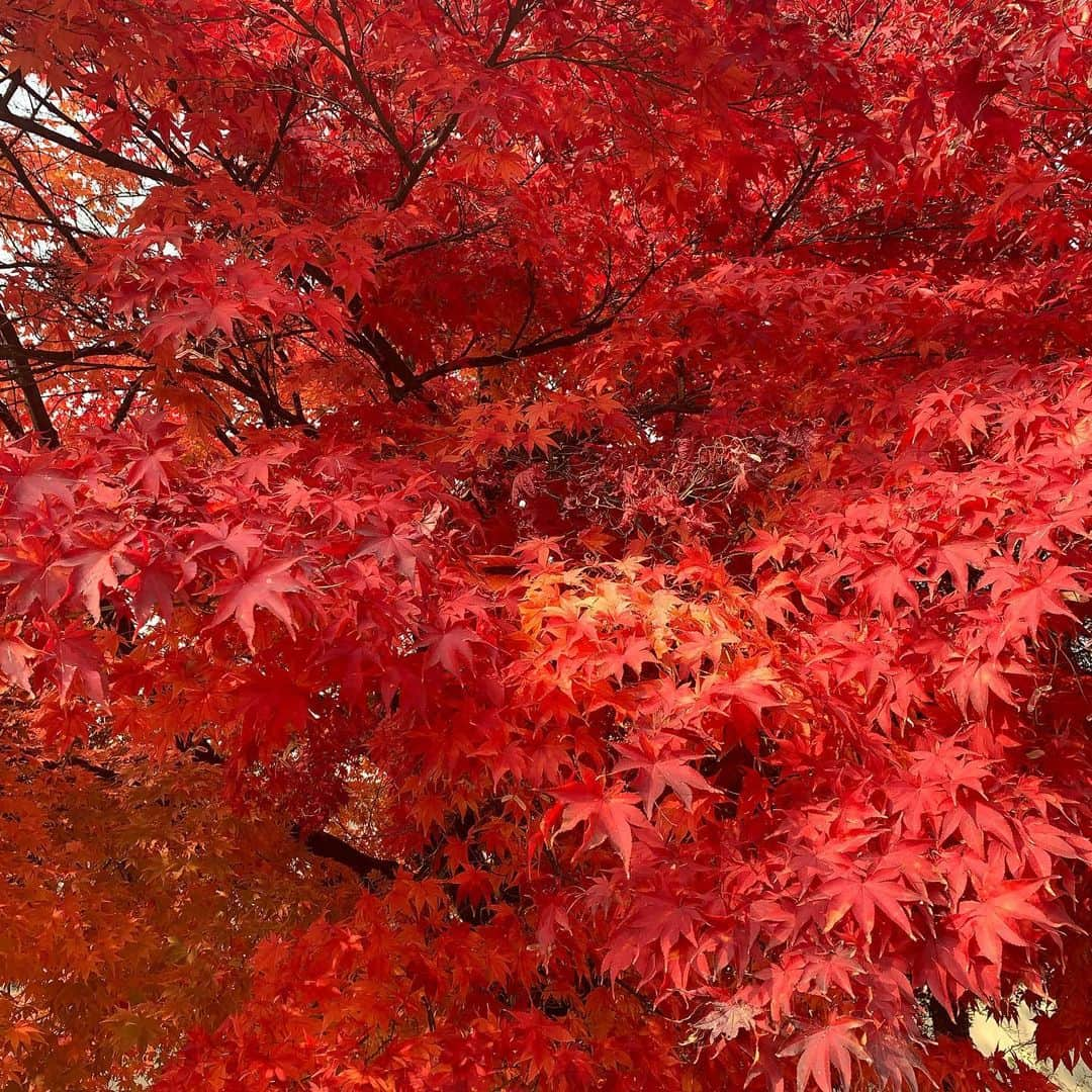 コ・ギョンピョさんのインスタグラム写真 - (コ・ギョンピョInstagram)「오늘은 진짜 가을🍁」11月13日 13時30分 - kopular