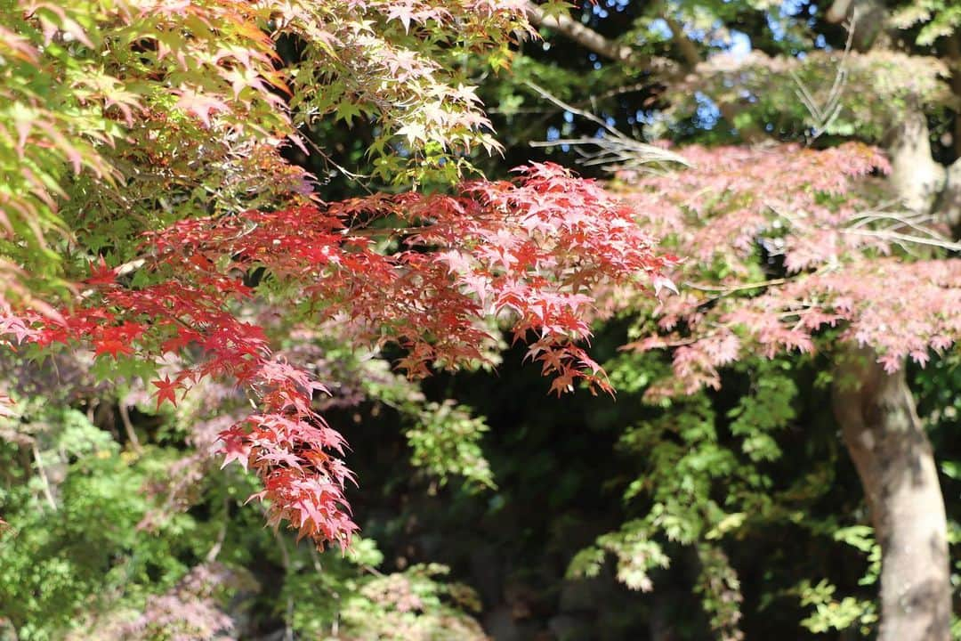 熱海市のインスタグラム：「明日からもみじまつりです🍁 #もみじまつり #熱海梅園もみじまつり #期間中園内ライトアップ #イベントあり #散策してください #わたしの熱海 #わたしの熱海写真投稿」