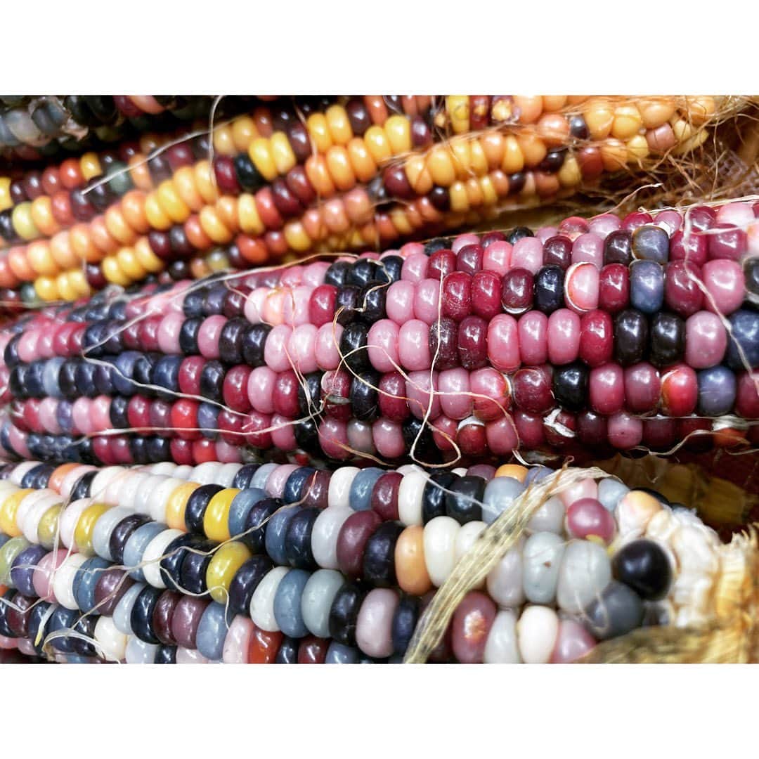 journaleatripのインスタグラム：「agriculture  父は先日 8時間半におよぶ手術をした。先生、まわりの方々のお陰様で無事に 手術は終わり今は経過観察の段階だ。  昔は度を越すほどお酒と美味しいもの好き、それに煙草もふかしまくり一日で箱は積み上がっていたのにある時から 畑にのめり込んだ。 よっぽど相性がよいようで、出来上がるものが美味しい。 五年前は大病したのに 畑にすぐ戻り元気だ。 太陽を浴び土をいじり陽がでているうちに汗をかく事は人間の身体にはこうまであっているのだろうかと吃驚を越して感心してしまう。 .  坂口恭平くんが 以前鬱の方の悩み相談のアドバイスに 山登りが趣味であるならば自然が好きで癒されるんだとしたら 今度土をほって浸かってみてください、土の中で寝転んでもいいですよ 土がたくさん話しかけてきて面白いですよとアドバイスしていた。 .  確かに！と思い今度土に浸かって話しを聞いてみたいと思う。  来年は畑がいろんな人の畑になって賑やかになりそうです。  #坂口恭平」