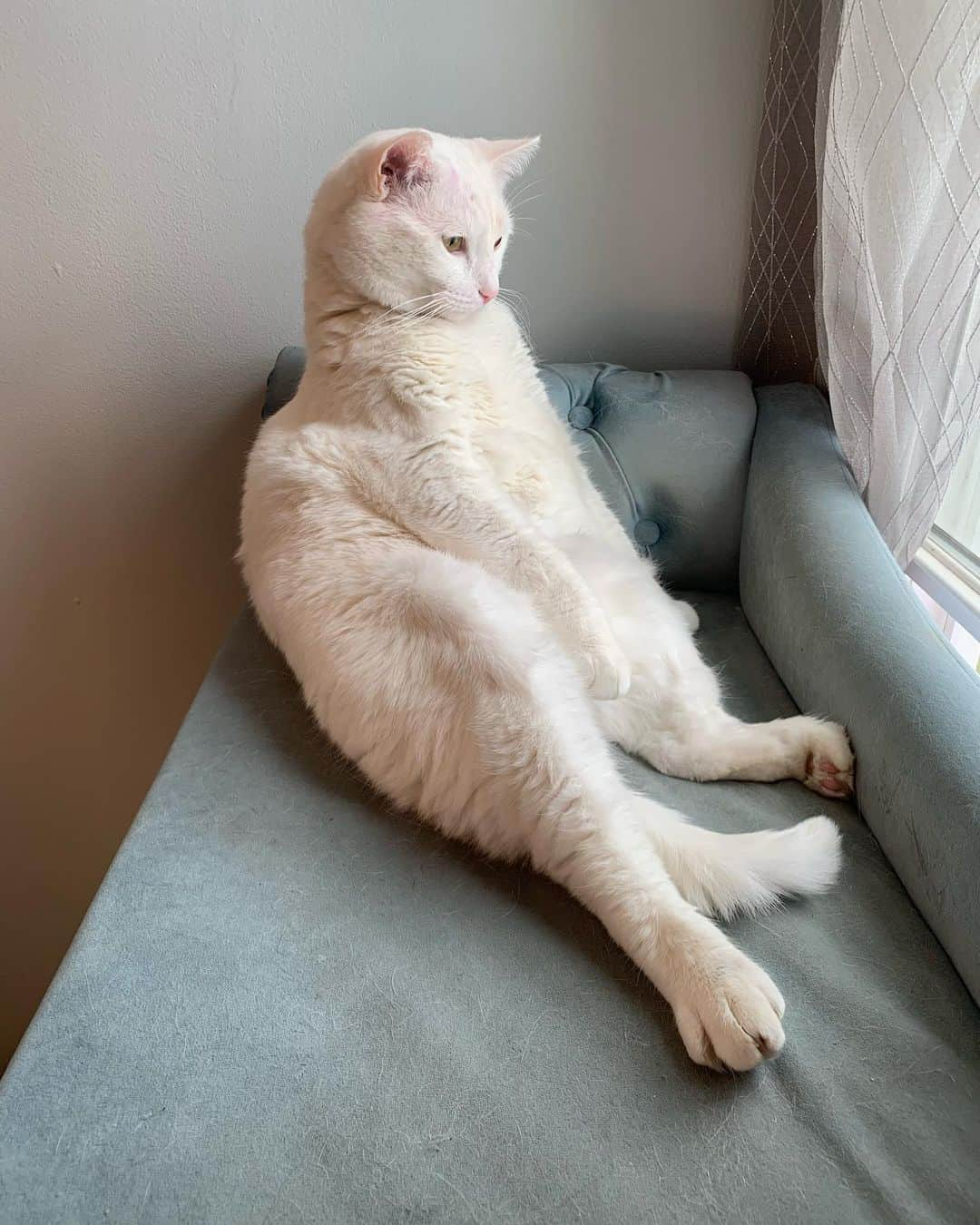 モヒートさんのインスタグラム写真 - (モヒートInstagram)「Please caption what Skywalker is thinking 😂😂😂#derp #derpycat #catsofinstagram #catstagram #cats #specialneedscats #cute #chonkycat #chonk」11月13日 14時28分 - mojito_rose_family