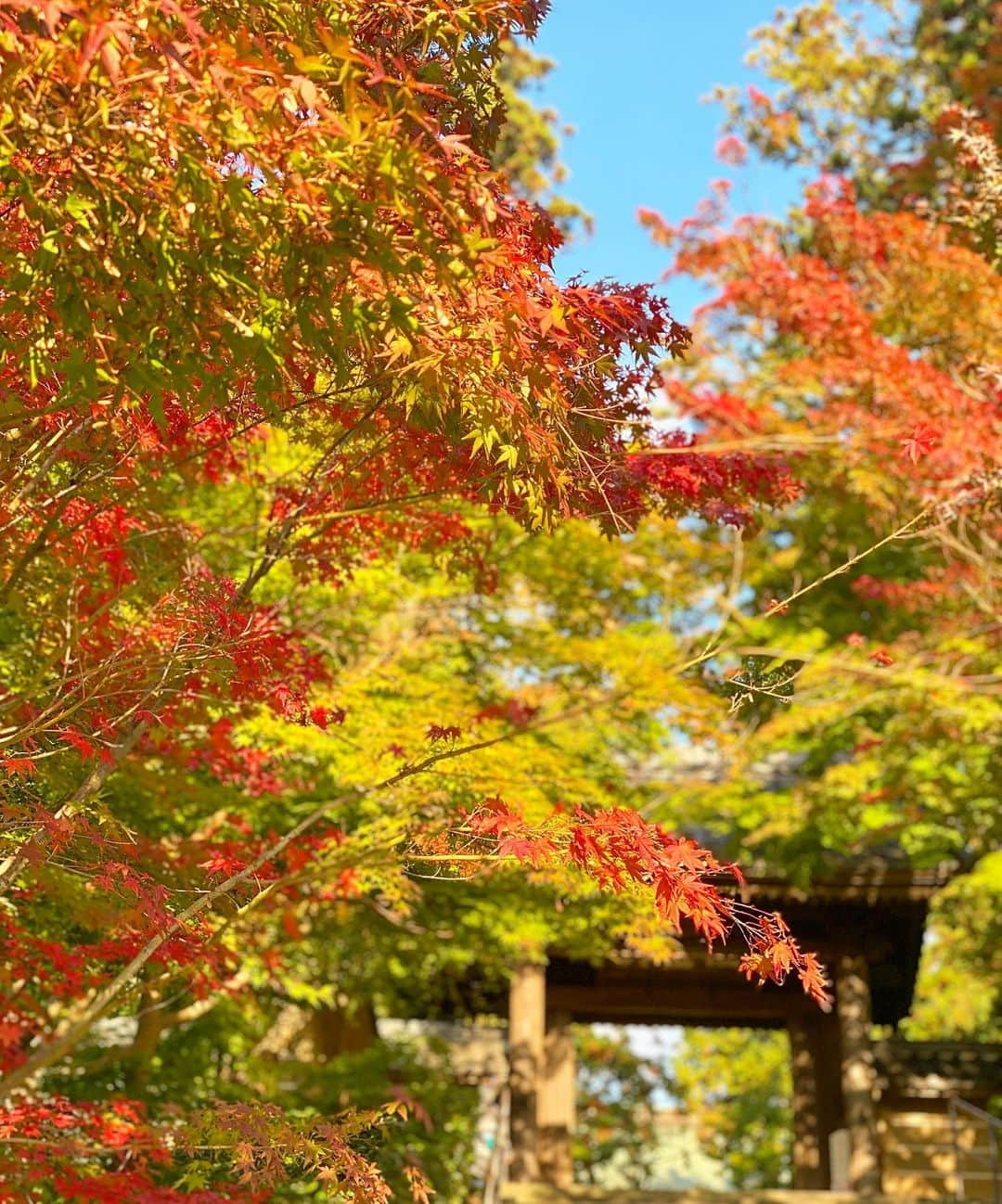 Hiroe Hiranoさんのインスタグラム写真 - (Hiroe HiranoInstagram)「北鎌倉へ🍁﻿ 葉山に拠点を移してから﻿ よく行く好きなエリアの一つ。﻿ ﻿ 2020年は、気付かされることが﻿ 多くありました。﻿改めて日本の良さを、 ﻿新しいフィルターを通して気づくことも💎﻿ ﻿ 昨年夏に結婚をし、﻿その日に散策したのが北鎌倉。 ﻿ 思い出の大切な地です🌱﻿ ﻿ そこからスタートした御朱印は、﻿ なんと3冊目がおわろうとしています✨☺️﻿ 日本全国の神社やお寺をピン📍つけてて マニアックなところも沢山🗾😂 それぞれ8万ほどあるそうです。 私ではなく、相方さんね。w ﻿ 陰と陽の奥深さのある日本🇯🇵  紅葉がとても美しく、﻿ 今月後半が見頃かなーと思います。﻿ 来週も鎌倉に行こう🌈﻿ ﻿ #紅葉　#日本　#北鎌倉﻿ #japan #autumn #autumnvibes🍁 #kamakura ﻿」11月13日 14時46分 - hiroe_hirano