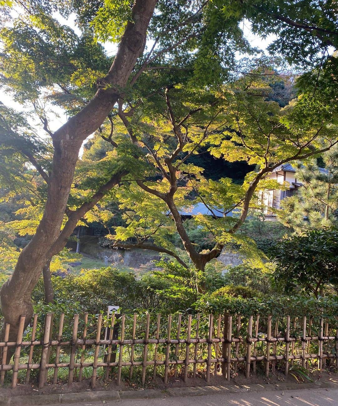 Hiroe Hiranoさんのインスタグラム写真 - (Hiroe HiranoInstagram)「北鎌倉へ🍁﻿ 葉山に拠点を移してから﻿ よく行く好きなエリアの一つ。﻿ ﻿ 2020年は、気付かされることが﻿ 多くありました。﻿改めて日本の良さを、 ﻿新しいフィルターを通して気づくことも💎﻿ ﻿ 昨年夏に結婚をし、﻿その日に散策したのが北鎌倉。 ﻿ 思い出の大切な地です🌱﻿ ﻿ そこからスタートした御朱印は、﻿ なんと3冊目がおわろうとしています✨☺️﻿ 日本全国の神社やお寺をピン📍つけてて マニアックなところも沢山🗾😂 それぞれ8万ほどあるそうです。 私ではなく、相方さんね。w ﻿ 陰と陽の奥深さのある日本🇯🇵  紅葉がとても美しく、﻿ 今月後半が見頃かなーと思います。﻿ 来週も鎌倉に行こう🌈﻿ ﻿ #紅葉　#日本　#北鎌倉﻿ #japan #autumn #autumnvibes🍁 #kamakura ﻿」11月13日 14時46分 - hiroe_hirano