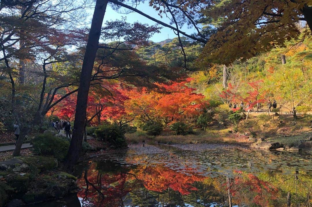 高井瑛子さんのインスタグラム写真 - (高井瑛子Instagram)「. . 弥彦公園もみじ谷の紅葉を見に行ってきました。 . . 天気も最高。 太陽に照らされて赤や黄色、 オレンジ色に染まった葉が キラキラと輝いていました。 とっても綺麗でした。 . . 一緒に行った「ナマ＋トク」の “食べトクディレクター”蝶名林さんは 写真を撮るのが上手なんです。 . さらに、私を撮るのがとっても上手なんです。 （ありがとうございます🥰） . . . ------------------------------------------- #新潟テレビ21 #アナウンサー #ux #弥彦公園もみじ谷 #弥彦 #もみじ谷 #紅葉 #弥彦紅葉 #ナマトク #食べトク #紅葉狩り #新潟観光」11月13日 15時05分 - ux_takai.eiko