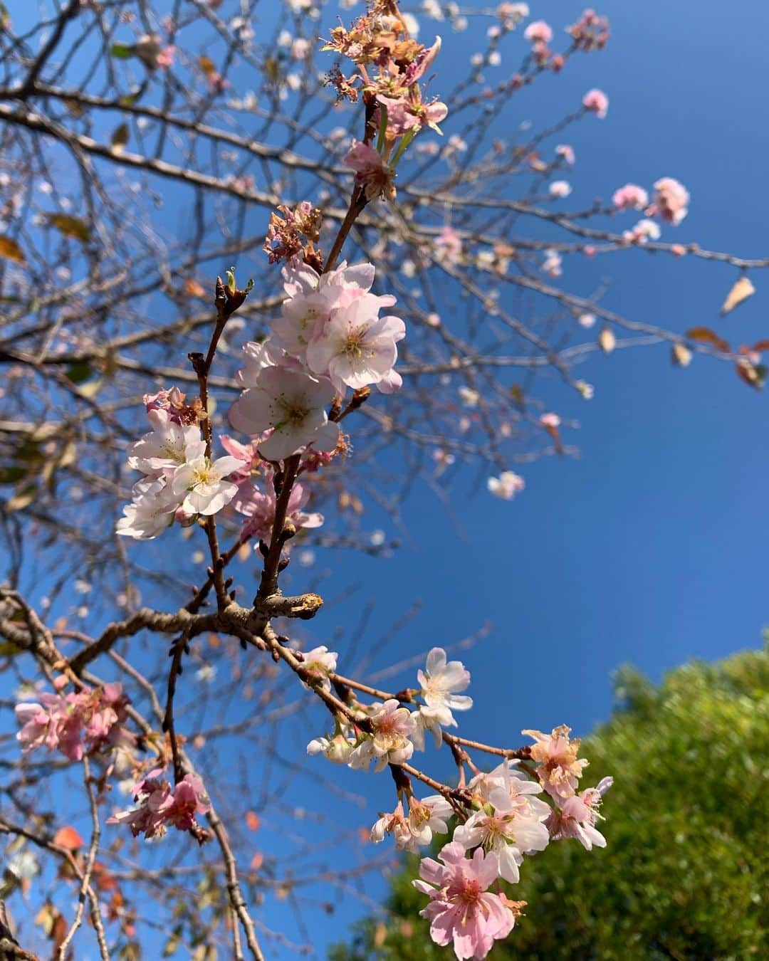 志崎樺音さんのインスタグラム写真 - (志崎樺音Instagram)「十月に咲く桜もあるんですね🌸  #十月桜」11月13日 14時58分 - kshizaki_official