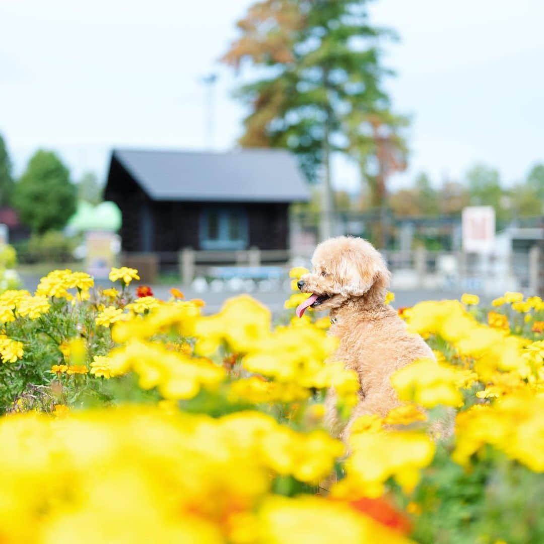 ソフトバンク(SoftBank) のインスタグラム