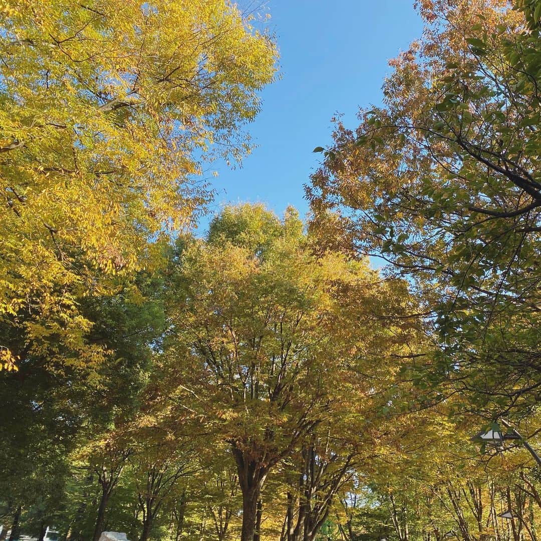 秋山衣梨佳さんのインスタグラム写真 - (秋山衣梨佳Instagram)「🍂🍁🌰  ヒートテックと床暖始めました。  #上野公園#uenopark#autumn」11月13日 15時07分 - akiyamaerika