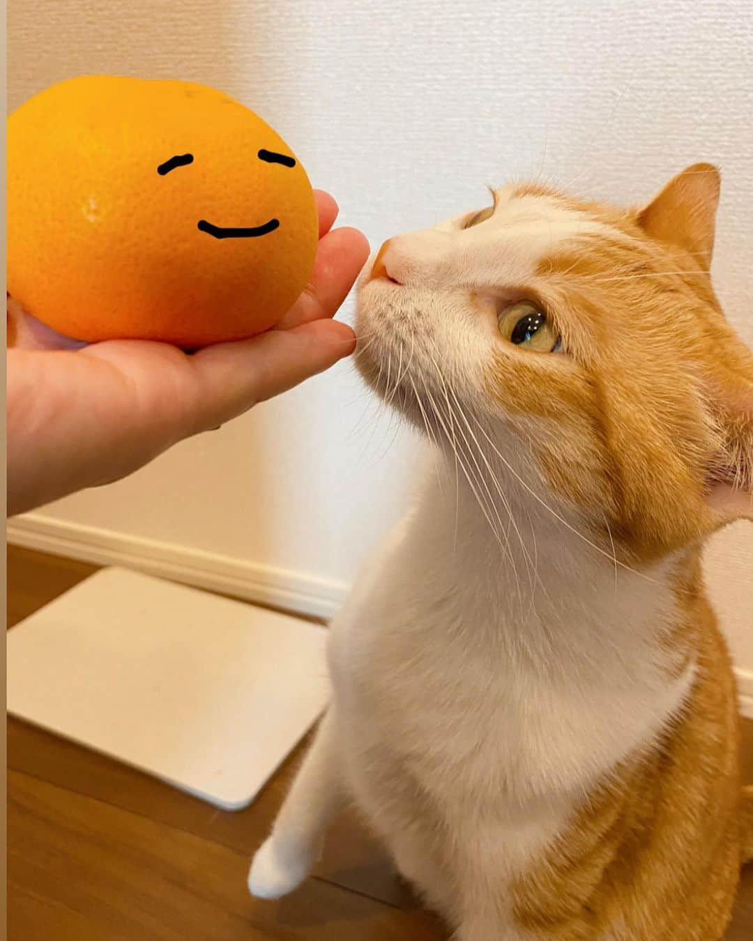 はなぼくろきなこさんのインスタグラム写真 - (はなぼくろきなこInstagram)「今年も味まるみかん🍊はじめました🥰  毎年推してる #味まるみかん　🍊 毎年イオンには売ってて、他のスーパーは売ってたり売ってなかったり🥺  楽天でも、売ってます！  #きなちょのおうちのもーにゃん」11月13日 15時29分 - hanabokurokinako