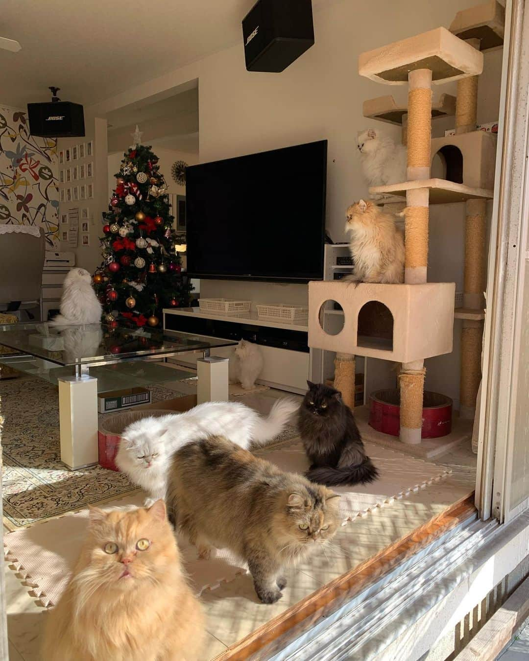 12 Chinchilla Persianさんのインスタグラム写真 - (12 Chinchilla PersianInstagram)「Enjoying the warm weather today ✌️🍁🍂 #cat #catsofinstagram #patio #catio #crazycatlady #persiancat #weeklyfluff」11月13日 15時30分 - 12catslady