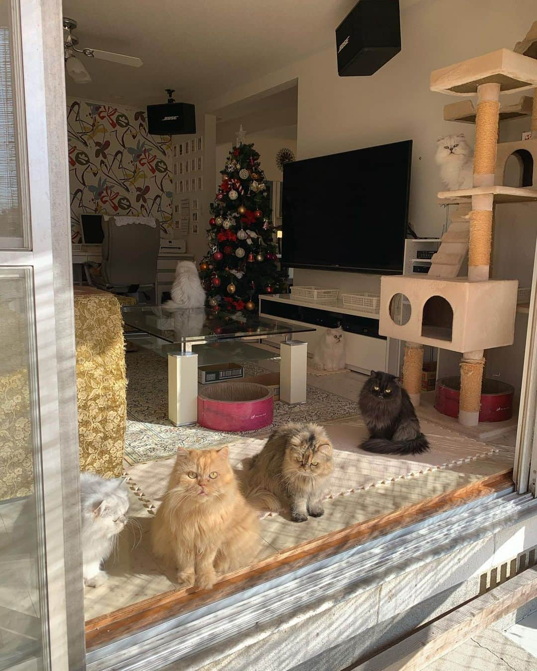 12 Chinchilla Persianさんのインスタグラム写真 - (12 Chinchilla PersianInstagram)「Enjoying the warm weather today ✌️🍁🍂 #cat #catsofinstagram #patio #catio #crazycatlady #persiancat #weeklyfluff」11月13日 15時30分 - 12catslady