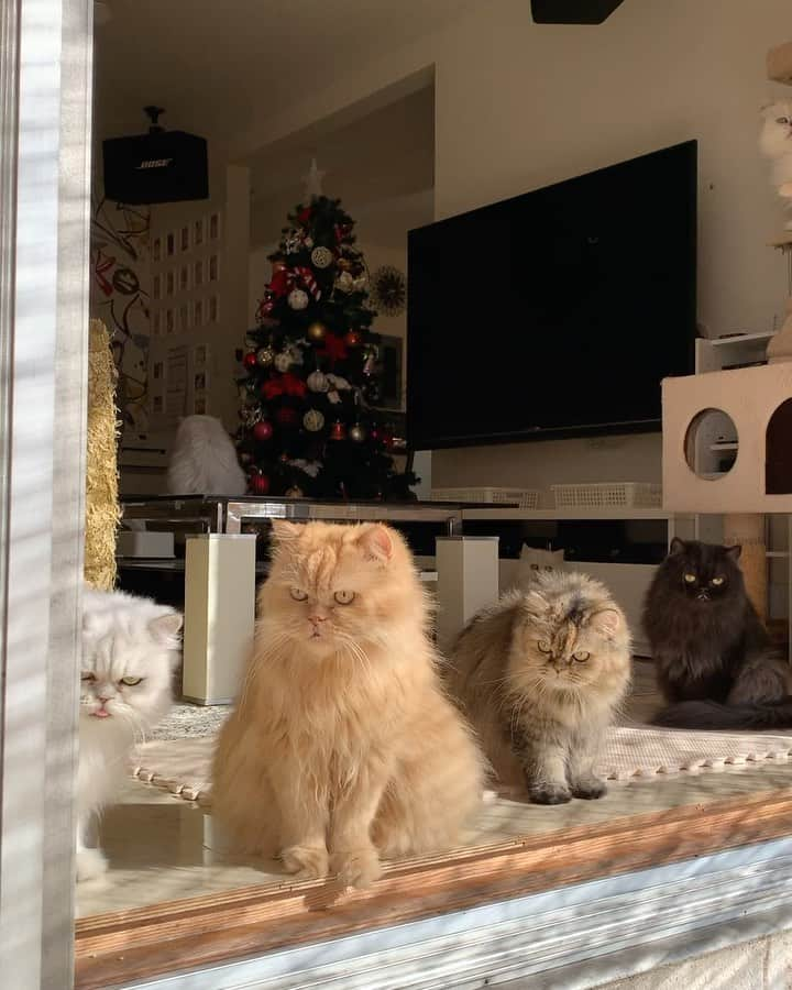 12 Chinchilla Persianのインスタグラム：「Enjoying the warm weather today ✌️🍁🍂 #cat #catsofinstagram #patio #catio #crazycatlady #persiancat #weeklyfluff」