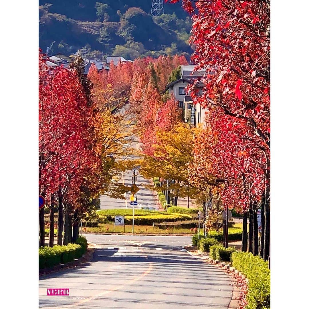 のインスタグラム：「. . #京都紅葉 . . 枯れ葉、落ち葉もかなりあったけど 遠目だと美しい並木路　. . ここはラストチャンスのタイミングだったかも 京都に向かう途中でひらめいて行ってみたけど 笑 正解　. . . #京都観光 #京都散歩 #並木道 #モミジバフウ #紅葉 #秋の風景 #秋の京都 #京都散策  #kyoto #kyotogram #kyototrip #americansweetgum #autumnleaves #sightseeing  #교토 #관광 #단풍 #소통 #맞팔 #예쁘다 #가로수길 #교토여행 #셀카」
