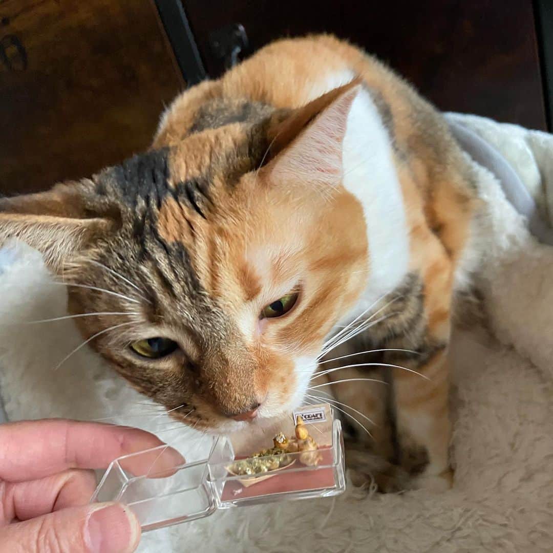 shigureのインスタグラム