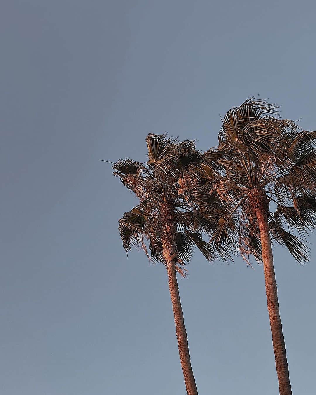 Meeさんのインスタグラム写真 - (MeeInstagram)「#palmtrees They looks like my parents❤️  信号待ちしてたら窓の外から見えた🌴 カップルみたいで可愛かった✨ からアーカイブに🤣💕」11月13日 15時58分 - wagamama_mee
