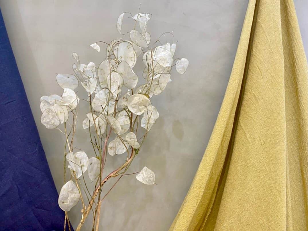 アルマリアンFUKUOKA　公式さんのインスタグラム写真 - (アルマリアンFUKUOKA　公式Instagram)「🌷🌷 【 #今週のお花 】🌷🌷 ㅤㅤㅤㅤㅤㅤㅤㅤㅤㅤㅤㅤㅤ 品種:ルナリア  半透明でキラキラしている こちらの植物はルナリア🌿 ドライフラワー加工をした物で、 クラッチブーケやオールホワイトブーケのアクセントに オススメです☁️  袖付きのクラシカルなドレスや ラスティックな会場装飾にもピッタリです…♡  #ラグナプリエ ではお客様ひとりひとりに デッサンを描き、オーダーメイド製作をしております。  特別な日には、特別な意味のあるものを。  　　ㅤㅤㅤㅤㅤㅤㅤㅤㅤㅤㅤㅤ …━━━━━━━━━━… ㅤㅤㅤㅤㅤㅤㅤㅤㅤㅤㅤㅤㅤ 　ブライダルフェアまたは 　オンライン相談会のご予約は 　プロフィールのURLより 　お待ちしております…♡ ㅤㅤㅤㅤㅤㅤㅤㅤㅤㅤㅤㅤㅤ …━━━━━━━━━━…  ㅤㅤㅤㅤㅤㅤㅤㅤㅤㅤㅤㅤㅤㅤㅤㅤㅤㅤㅤㅤㅤㅤㅤㅤㅤㅤ #almalienfukuoka  #アルマリアン福岡 #ウェディング  #ブライダルフェア #令和婚 #2021春婚 #2021秋婚 #結婚式決行 #ウェディング準備 #絆wedding #プレ花嫁さんと繋がりたい  #福岡花嫁 #marry花嫁 #エスクリ #アルマリ花嫁 #ウェディングブーケ #ラスティック  #結婚式 #福岡 #天神 #前撮り #weddingbouquet #式場探し #披露宴 #ウェディングフォト #marryxoxo #みんなのウェディング」11月13日 16時01分 - almalien_fukuoka