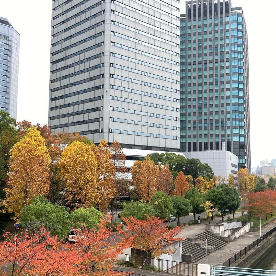 牧野誠三のインスタグラム：「秋深まりゆくＯＢＰ。 今年も色づき始めた光景です。 秋ねー！と思わず、パチリ！ #ytvアナウンサー  #ytv  #牧野誠三 #紅葉 #大阪ビジネスパーク #秋ねー」