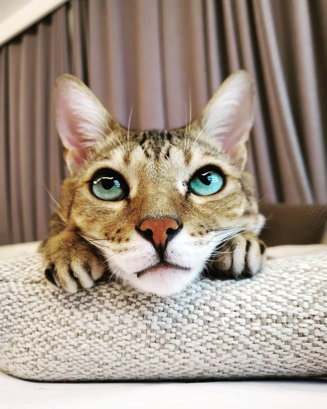 ジュノ のインスタグラム