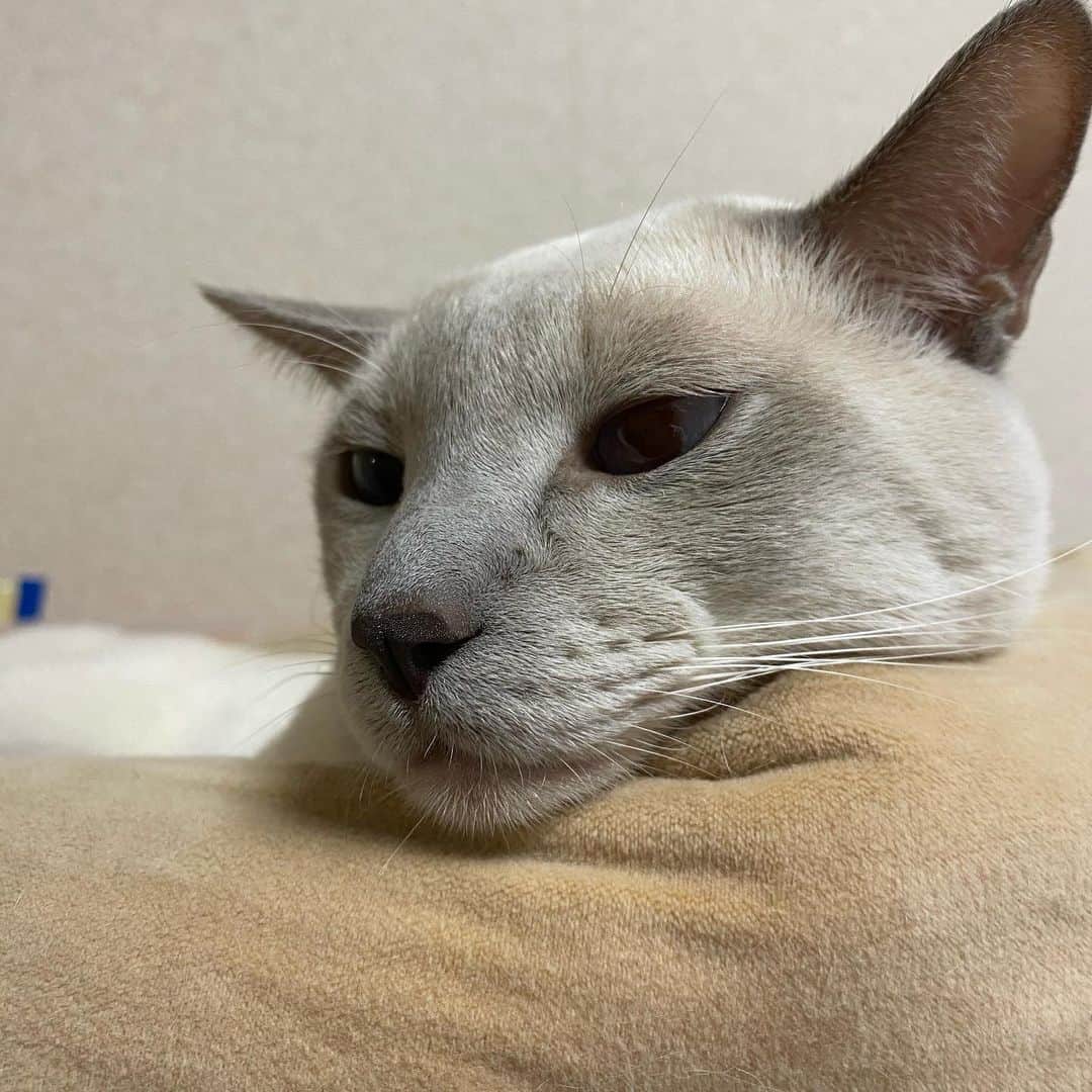 谷本貴義のインスタグラム：「久々に出演してもらいました。 あともう少しで仕事から解放されるみなさん、頑張りましょう♪  #ネコ #ネコ部 #シャムネコ #ポピー」