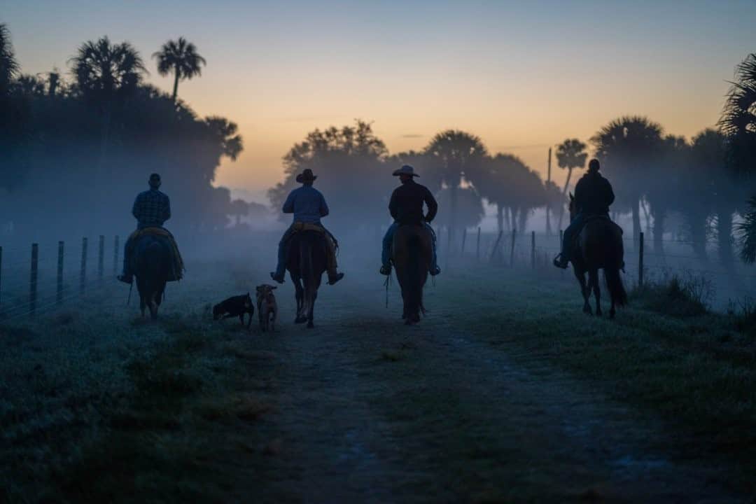 National Geographic Travelさんのインスタグラム写真 - (National Geographic TravelInstagram)「Photo by @CarltonWard / Florida cowboys ride out in predawn light to gather cattle at Buck Island Ranch, a working and research ranch in the northern Everglades owned by @ArchboldStation. Cattle ranches in the Greater Everglades provide vital habitat for Florida panthers, which are the last population of pumas surviving in the eastern United States. Protecting ranches and other working lands from development through conservation easements is one of the best ways to sustain panther habitat and the Florida Wildlife Corridor. Land conservation in the northern Everglades also helps support Everglades restoration and the drinking water supply for nine million Floridians.  The @PathofthePanther #LastWildPlaces partnership with @insidenatgeo is working to inspire protection of the #FloridaWildlifeCorridor, a statewide network of public and private land. Please follow @carltonward for more. #Everglades @FL_WildCorridor #FloridaWild #KeepFLWild」11月13日 16時40分 - natgeotravel