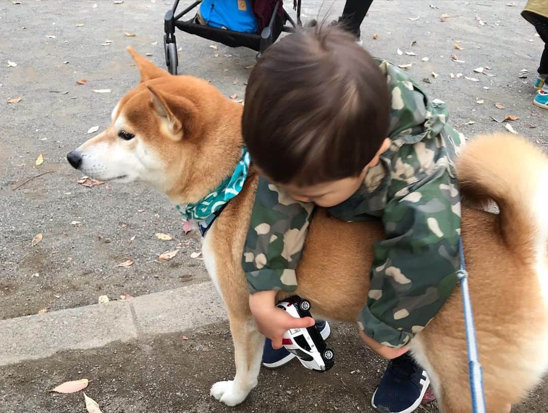 高橋みゆきさんのインスタグラム写真 - (高橋みゆきInstagram)「急遽のランチ会🥞ついにクラ吉とダイズ🐶ご対面💞ダイズのマザコンっぷりも見れたし😁そして想像以上にダイズがお利口でした😀👏笑 #表参道 #ランチ #公園 #同級生遊び回ってました #ダイズん #豆柴 #子供もわんこも可愛いなぁ #癒し #子育て #妊活 #妊婦 #話題がほぼこれw #楽しいなぁ」11月13日 16時47分 - shin_miyukichi