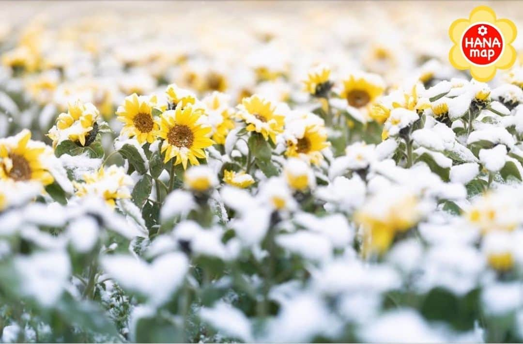 はなまっぷ❁日本の花風景さんのインスタグラム写真 - (はなまっぷ❁日本の花風景Instagram)「🌸はなまっぷ🌸 * @hanabiei さんの 花のある風景に花まるを💮 * 初雪を知らせる向日葵たちの美しすぎる雪化粧をありがとうございます😊🌸 * 北海道　 #四季彩の丘 Biei, Hokkaido. * 🌼ヒマワリの花言葉📝🌼 あなたを見つめる、愛慕 * 見頃を過ぎている場所もご紹介しています。お出かけの際はHP等で最新の情報をご確認くださいね🙏🌸 * 🌸•••🌸•••🌸•••🌸•••🌸•••🌸 * いつも素敵なお花をありがとうございます😊 日本の花のある風景にタグ付けしてください🌸 お花があれば何でもOKです💓 * #はなまっぷ * #日本の美しい花風景#花のある風景#花#花言葉#風景#ヒマワリ#向日葵#雪#初雪 * 🌸••••••お知らせ••••••🌸 * 花の写真展に参加してみませんか？？ 詳細はプロフィール記載のHP内をご覧ください」11月13日 17時07分 - hanamap