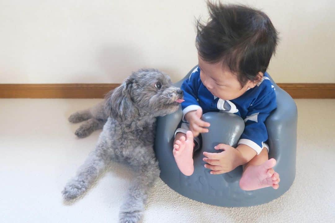 Mai Wakimizuのインスタグラム：「僕ちんバンボデビュー！カプリは毎日赤ちゃんが気になって仕方ない♡オフィスに行く時も寝る時も一緒の2人♡お風呂時間は前でずっと待ってる。笑 息子に叩かれても蹴られてもそばで見守ってくれてます＼(^o^)／息子はカプリのことどんな風に感じてるんだろう？私の宝物♡ #生後3ヶ月#男の子ベビー#バンボ#愛犬カプリ#トイプードル#赤ちゃんと犬」