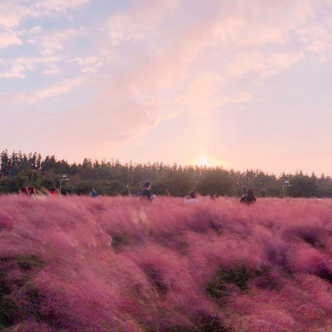 ハルハルさんのインスタグラム写真 - (ハルハルInstagram)「ピンクのふわふわが可愛すぎ♡韓国🇰🇷秋のフォトスポット  あんにょん〜ハルハル編集部のハチです。  韓国の秋のフォトスポットといえば  ピンクミューリー ( #핑크뮬리 )　が大人気！ ピンク色のススキに似た植物で、9〜11月が見ごろです。 一度はこのふわふわのピンクの草原を見てみたいですよね❤️  ソウル、釜山、済州など韓国の色々な地域で見ることができますが、 ソウルでは #ハヌル公園　が有名で毎年秋になると ソウルススキ祭りが開催されています。 (＊2020年は開催なし、11月8日まで公園利用ができないそうです)  いつか渡韓できるようになったらピンクミューリーを狙って 秋に出かけてみてはいかがでしょうか🌾💕  行きたい！と思ったらぜひシェアしてくださいね✈️❤️  ┈┈┈┈┈┈┈┈┈┈┈┈┈┈┈┈┈┈┈ 今回の可愛いお写真は、 以下の方からお借りしています♡ ‌ Thanks for… ‌ @palette.bin  さま @rosie.ina  さま @otgram97.jp  さま  #ハルスタ や #ハルハル をタグ付けしていただくと、 ハルハルの記事やInstagramに投稿させていただく場合がございます ‌  #韓国旅行 #韓国旅 #韓国旅情報 #韓国女子旅 #渡韓 #韓国 #韓国情報 #韓国フォトスポット #ソウル #ソウル旅行 #ソウル観光 #釜山 #釜山旅行 #プサン #済州旅行 #済州島 #済州 #チェジュ島 #ピンクミュルリ #꽃스타그램 #일상기록 #여행스타그램」11月13日 17時05分 - haruharu_furyu