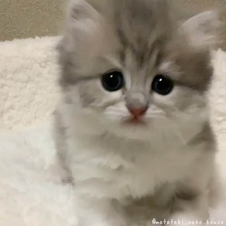 旅猫かあさんのインスタグラム