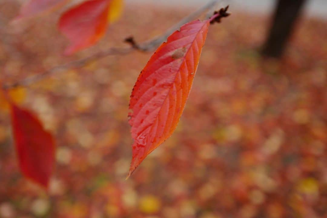 行方 久子 Hisako Namekataさんのインスタグラム写真 - (行方 久子 Hisako NamekataInstagram)「. はしゃぐ子供たちと紅葉はとっても良かった🍁」11月13日 17時19分 - hisakonamekata