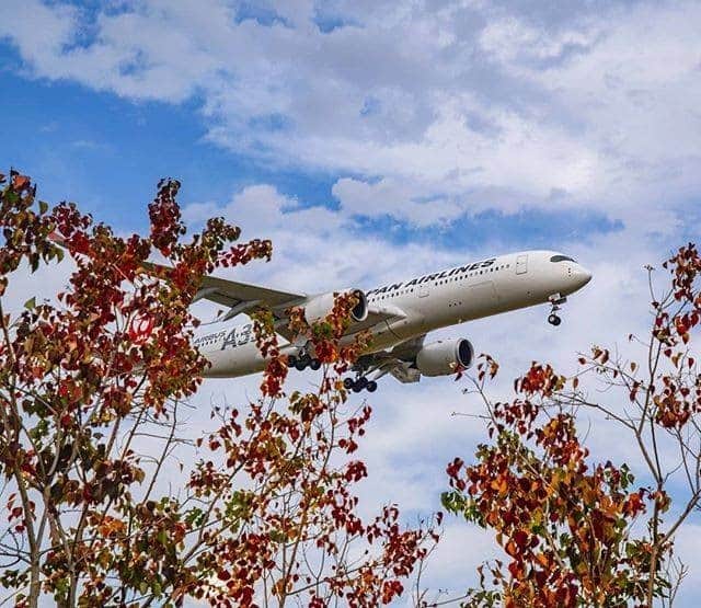 のインスタグラム：「The autumn colors frame the A350 nicely, as it zips across the sky. #WorldlyNovember  色づく木々の間から顔をのぞかせた凛々しい姿のA350 ✈︎ . . Photo by @pop_bebop Post your memories with #FlyJAL  #JapanAirlines #travel #airplane #travelawesome #momentofmine」
