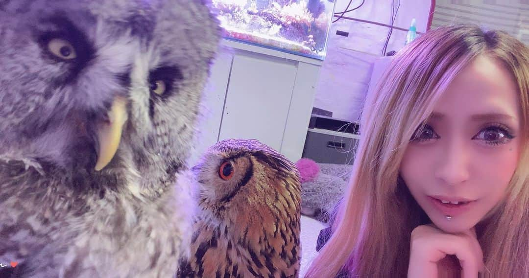 あきるなさんのインスタグラム写真 - (あきるなInstagram)「猫もだけどフクロウ、タカも 爪伸びるの早い🦉 . . . #ベンガルワシミミズク #カラフトフクロウ #フクロウ #セルフィー #ギャル #キャバ嬢 #ペットのいる生活 #猛禽類 #鷹 #自撮り #自撮り女子 #多頭飼い #珍獣 #ふわもこ部 #owl #owlstagram #owllover #owllove #falcon #youtube #youtuber #petstagram #petsofinstagram #pet #raptor #selfie #me #cute」11月13日 17時48分 - runaruna1226