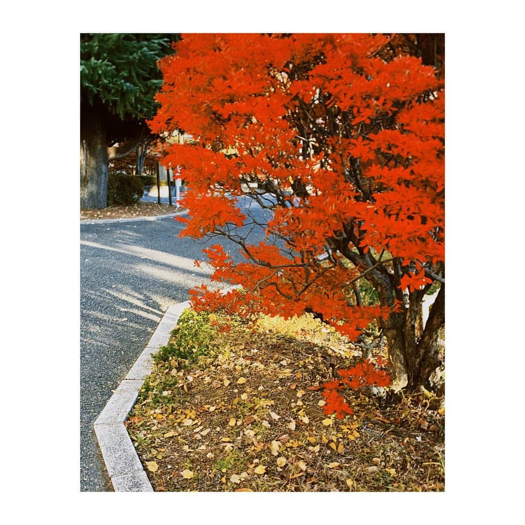 柿澤ゆりあさんのインスタグラム写真 - (柿澤ゆりあInstagram)「﻿ 紅葉🍁﻿ ﻿ 写真好きの友達に、﻿ 素敵なカメラアプリを教えてもらいました。﻿ これからもっといい写真が撮れるように、﻿ 頑張ろうと思います！﻿ ﻿ #📸#🍁」11月13日 18時09分 - yuria_kakizawa_403