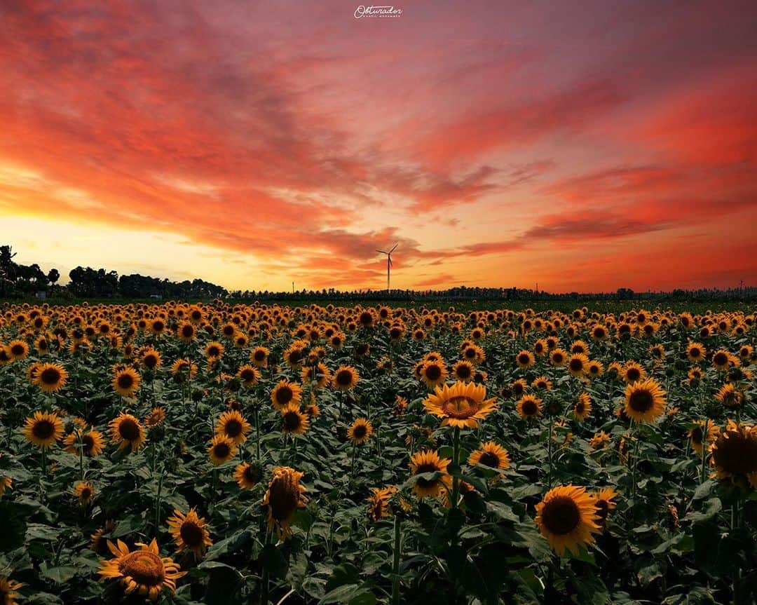 Canon Asiaのインスタグラム：「It is almost as if we were there watching the dazzling sky transition from its beautiful crimson hues to a quiet night sky 🌅⁣ .⁣ This sunflower🌻  field was shot at Sundarapandipuram, India.⁣ .⁣ 📷 Image by @i.obturador on My Canon Story using the Canon EOS 750D • EF-S18-55mm f/3.5-5.6 IS STM • f/10 • 1/250s • ISO 100 • 18mm⁣ .⁣ Got a stunning shot you're proud of? Tag them with #canonasia or submit them on My Canon Story, link in bio!⁣ .⁣ #canonasia #photography #explore #nature #sunflower #composition #sky #warm #colours #canon #symmetry #lens #field #inspiration #subject #landscape #evening #sunset」