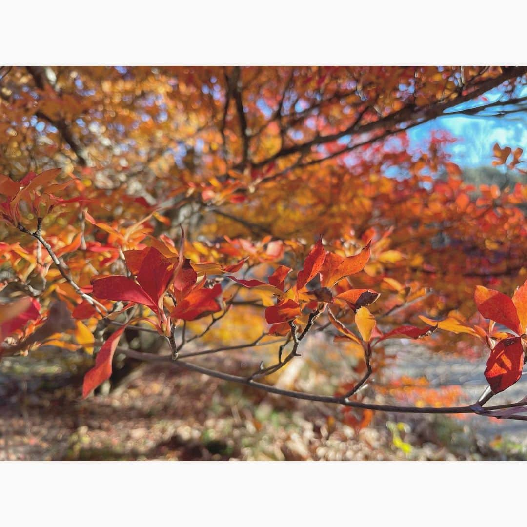 永島優美さんのインスタグラム写真 - (永島優美Instagram)「* たっぷり森林浴☺️🌿🍃 こんなに色付いている葉っぱに 囲まれるのは初めてでした🍁  星空も綺麗で なんだかキャンプにハマりそうです🥺🏕  * #キャンプ #紅葉 #星空 #星は写真に写っている倍ありました🙋🏻‍♀️」11月13日 18時29分 - yuumi_nagashima