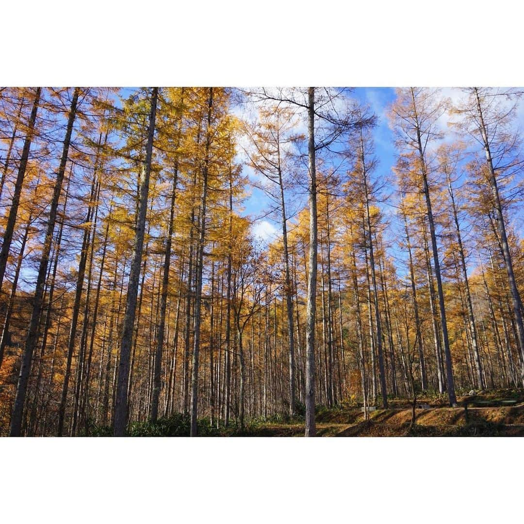 永島優美さんのインスタグラム写真 - (永島優美Instagram)「* たっぷり森林浴☺️🌿🍃 こんなに色付いている葉っぱに 囲まれるのは初めてでした🍁  星空も綺麗で なんだかキャンプにハマりそうです🥺🏕  * #キャンプ #紅葉 #星空 #星は写真に写っている倍ありました🙋🏻‍♀️」11月13日 18時29分 - yuumi_nagashima