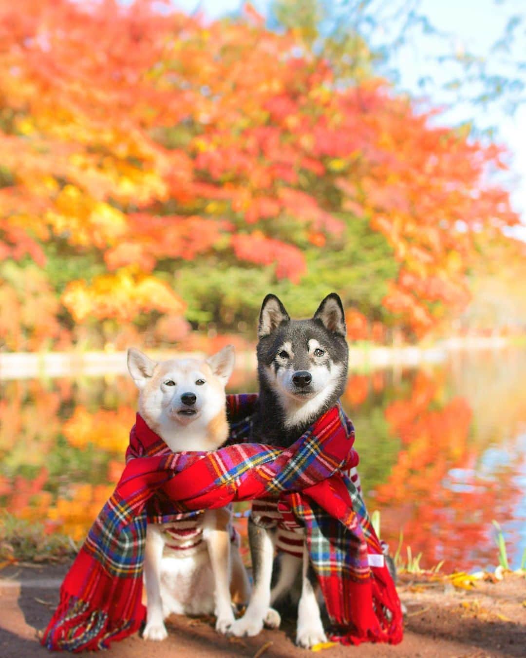 柴犬 けんしろう ゆりあのインスタグラム：「🐶🍁🐶  今週もおつかれさまでした🍁  お休みの今日は夕方まで けんゆりとのんびりおうち時間を 過ごしてましたが..  これから職場のお局組で会議です😎  このお局組は、一緒に働いてきた年数が 来年にはなんと20周年を迎えます  いやぁ〜月日って早い！  どれだけの入居者さんと出会い 別れを繰り返してきたんだろうなぁ。  来週にはまたあの場所へ行けるし けんちゃん、ゆりぃ、 お世話係ひと頑張りしてくるね！  キミたちは床暖房でぽかぽか 大胆な寝相を披露して寝ててね☺️♨️  Location: Nagano (けんゆりおもひで秋photo🍁より) @beautypro_contest #ビューティープロコンテスト」
