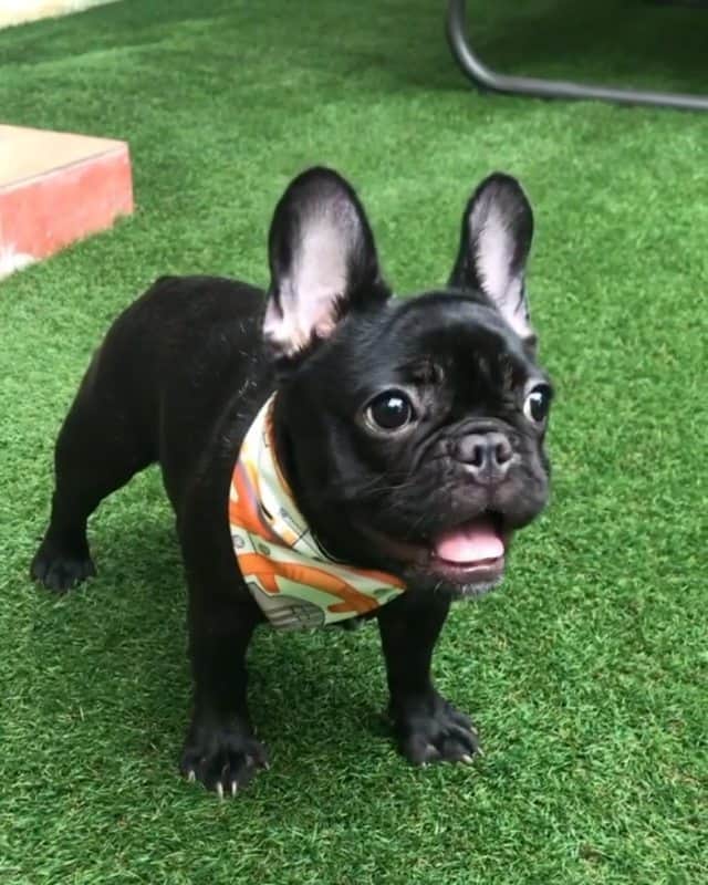 French Bulldogのインスタグラム
