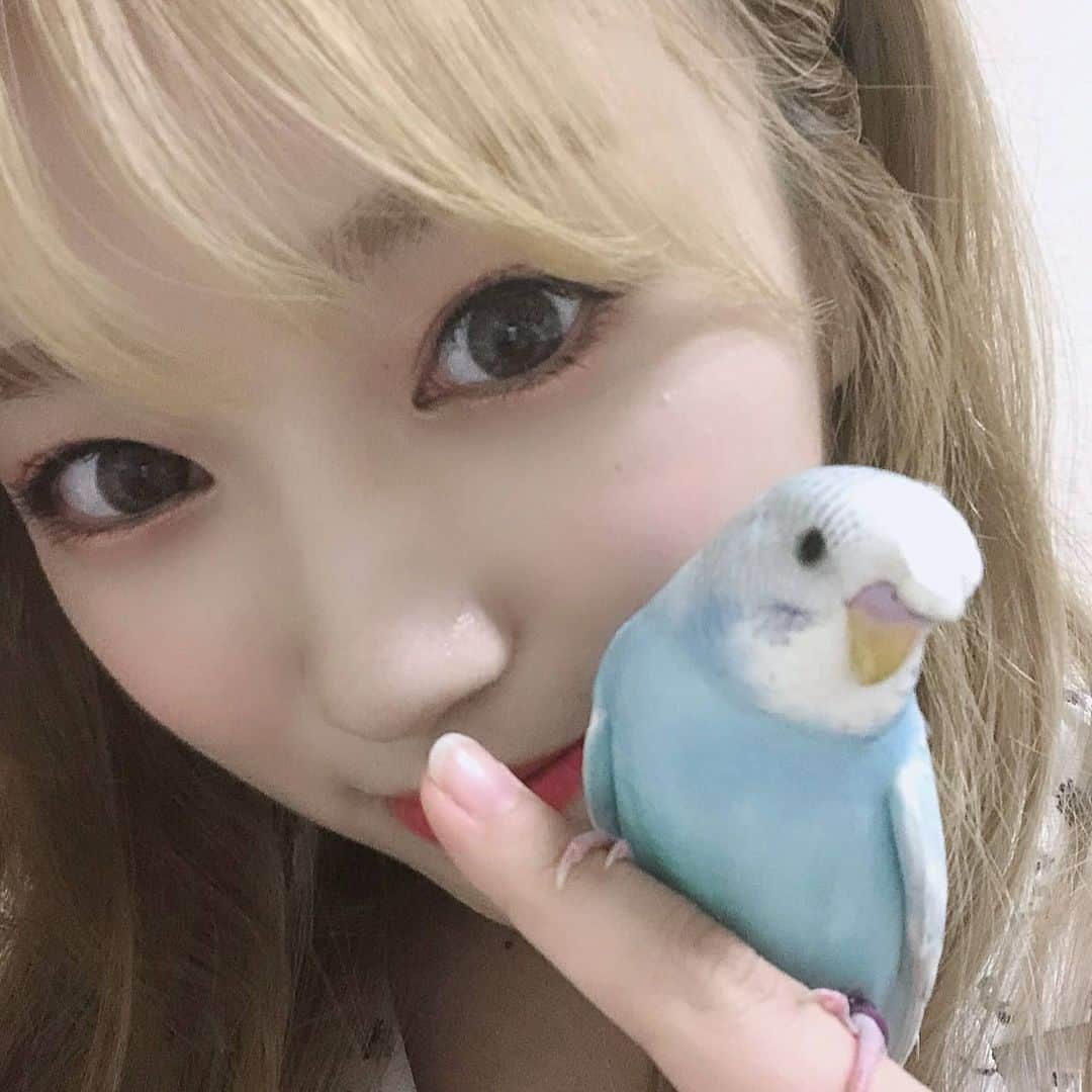 IZ*ONEさんのインスタグラム写真 - (IZ*ONEInstagram)「ぴっコロ💙ちびコロ💜 1년 전에 집에 왔던 새로운 가족이에용 ㅎㅎ 1年前にきたインコちゃん🦜  #나코 #なこ #矢吹奈子 #IZONE #아이즈원 #アイズワン」11月13日 18時43分 - official_izone