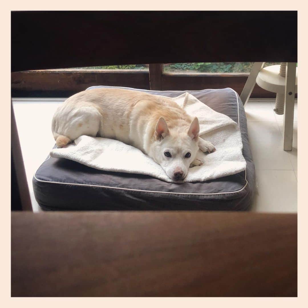 パンといっぴきのインスタグラム：「#元保護犬 #雑種犬 #crossbreed #mixdog #キップル14歳」