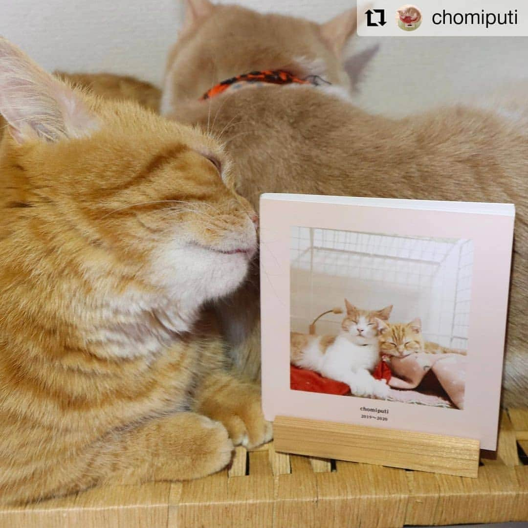 カメラのキタムラさんのインスタグラム写真 - (カメラのキタムラInstagram)「#Repost @chomiputi • • • • • • 𓃬♡ ポケットブックが届いたよ♪ カメラのキタムラさん(@camera_kitamura )のポケットブックなんですが スマホでぽちぽち画像選んだら、こんなに可愛い冊子になって届くの♡ຼ . 写真って撮っても現像するタイミングがなかなかなくて データが溜まっていく一方だけど この手軽さとサイズ感なら 毎月作っていくのも有りだな . . ちゃんとわちらの写真を残すにゃ！にゃ！ . ちょみぷてぃの声が聞こえてきた・・・ . 今なら、クーポン使用で500円OFFになるよ →【FHN2KLS1】　※11/16まで使えるよ◎ https://go.onelink.me/S62M/pucchoIG . . さらにさらに今なら、Twitterでポケットブックのキャンペーンをやってるみたいです 見守りカメラやポケットブック無料券が当たるかも！ 見守りカメラ欲しいから 我が家もキャンペーン参加しよっかな . Twitterキャンペーン↓ ／ ✨#わが仔のきもちとポケットブック✨#キャンペーン その時、わが仔はなんて…!? ＼   ◆賞品 🎁見守りカメラ(抽選3名様)🎁   ◆応募方法 ①@camera_kitamura をフォロー&この投稿をRT ②さらに #わが仔のきもちとポケットブック を付けて画像投稿   ※当選者は後日DM   詳細↓ https://bit.ly/2TAcEIs . . . #わが仔のきもちとポケットブック #キタムラ　#ポケットブック　#PR」11月13日 18時56分 - camera_kitamura