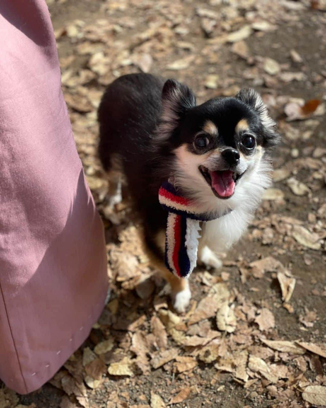 前田ゆうさんのインスタグラム写真 - (前田ゆうInstagram)「びーたむそんそんとそらくん🐶 ドッグランにいってきたよん😇❗️らちゃん、けーたん、まいまいにかわいがってもらってゴキゲンさん🥳💓  しかしそらくんとのツーショットがとれなかったぁ😭😭😭  #SNOOPY とチワワ🐶💓」11月13日 19時19分 - yuu_maeda