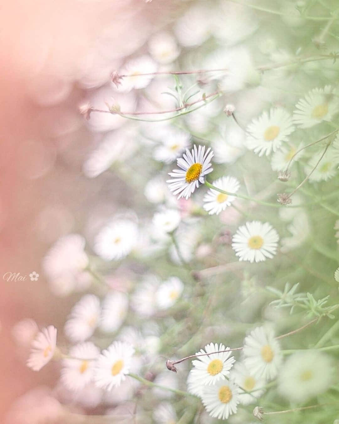 花の写真館のインスタグラム：「Photo by @alice_garden__.⠀ https://instagram.com/alice_garden__/⠀ .⠀ Original Post[投稿いただいたURL]⠀ https://www.instagram.com/p/CF9DyZMsNWc/⠀ .⠀ 本アカウントは、 #私の花の写真 をつけてInstagramに投稿された皆さまの花の写真や、「花の写真館」Facebookページで投稿された花の写真を紹介します。⠀ 「花の写真館」Facebookページは、「 @floral.photograph 」のプロフィールにあるURLからご覧ください。⠀ .⠀ ※各自、政府、自治体など公的機関の指示に従った行動をお願いします。⠀⠀ 東京カメラ部および分室では、写真を「見る楽しみ」を提供することを通して、微力ながら皆様にわずかな時間でも癒しをお届けしたいと思っております。⠀ ※本アカウントは東京カメラ部がFacebook、Instagramのサービスを利用して運営しているもので、Facebook社・Instagramとは一切関係ありません。⠀ .⠀ #花の写真館 #floralphotograph #floralphoto #flower #flowers⠀ Follow: @floral.photograph」