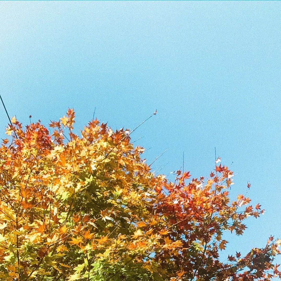 Miyuuさんのインスタグラム写真 - (MiyuuInstagram)「𝘺𝘰𝘶𝘳 𝘭𝘪𝘧𝘦 𝘪𝘴 𝘭𝘪𝘬𝘦 𝘢 𝘤𝘢𝘯𝘷𝘢𝘴. 紅葉の時期って一瞬で過ぎ去って、そして魅力的、、  今日はニューグッズが届いた...✨ クオリティも良くて、人を選ばない、シンプルなあるモノが出来ました🤎 近々お知らせします！  #紅葉#秋#autumn#fall#miyuusic#miyuu」11月13日 19時39分 - miyuuamazing