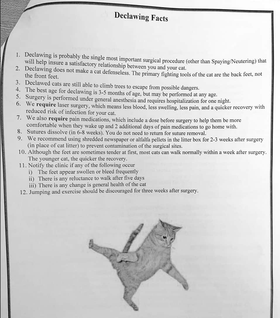 City the Kittyのインスタグラム：「This is from a Michigan vet practice's kitten folder that they give to new kitten owners.🙀😾😾😾 Let us know what you think about it.  🐾🐾🐾🐾🐾 Please sign our petition to all the declawing vet practices in West Michigan that’s on our Instagram bio link. 🙏🏻❤️🐾  Also please sign our petition to Dr. Pol. He is in Michigan and he and his vets also declaw cats.😾😾😾 #drpol  . It only takes 60 seconds to sign, no need to donate to change. org to sign it, and if you don't want the follow-up emails, simply click on unsubscribe. 😺🐈 Your voice matters. ❤ . Always take the high road, be polite, and educate. #michigancat #catsofmichigan #michiganveterinarian #stopdeclawing #stoplying #mvmamembermonday #fridaythe13th  (This declawing page is not affiliated with any vet in our petition or with Dr. Pol.) #factsmatter」