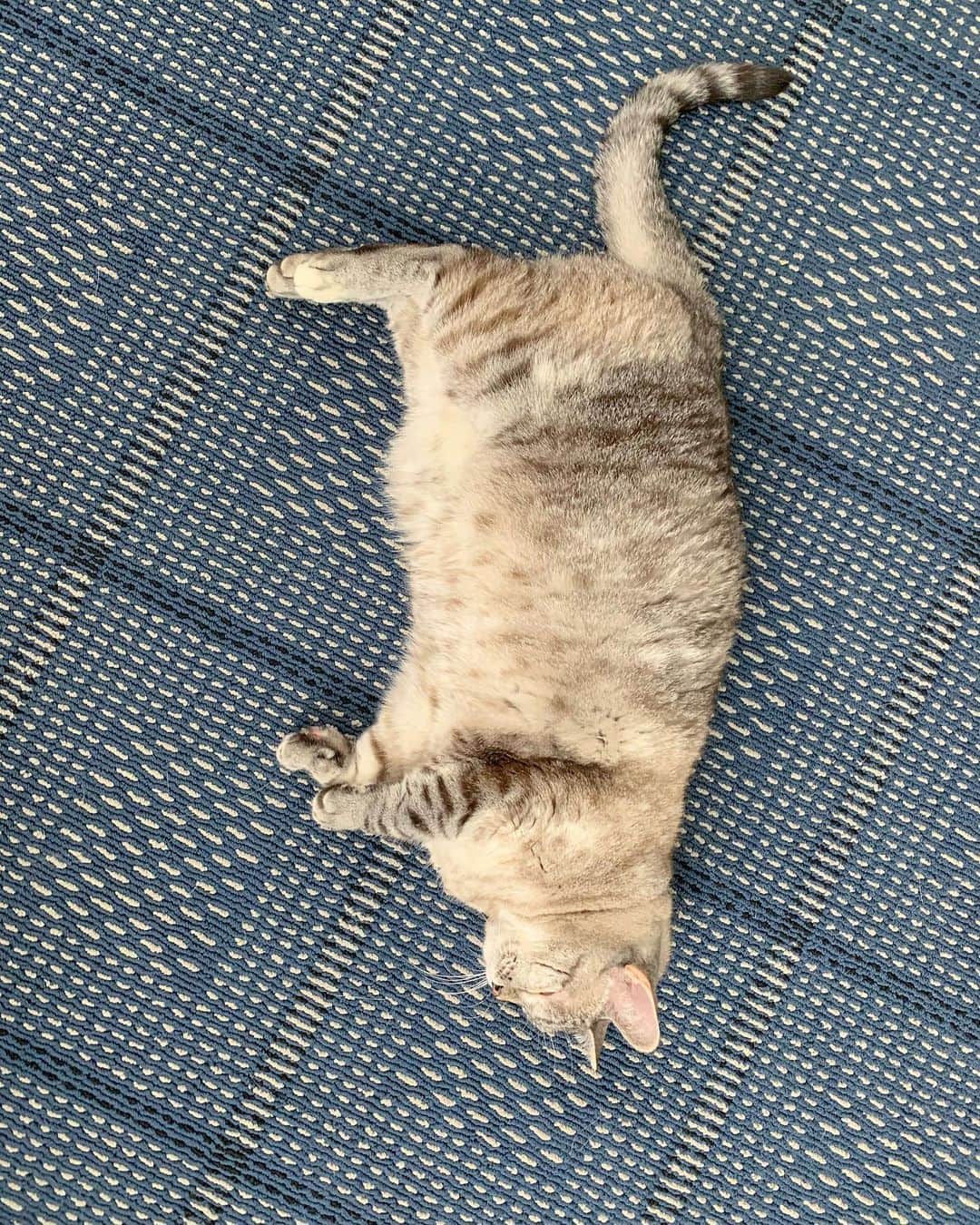 nala_catさんのインスタグラム写真 - (nala_catInstagram)「Go on and spoil yourself like royalty with new flooring from @stainmaster For a limited time only, you can save 10%, up to $500, off on select STAINMASTER® carpets, including STAINMASTER® PetProtect® carpet, STAINMASTER® LiveWell® carpet, and rugs made from these carpets. Available at US and Canada participating STAINMASTER FLOORING CENTER® retailers only. Visit the link in my bio to find a participating retailer near you and fill out the form to receive your discount. #PetProtect #ad」11月14日 5時55分 - nala_cat